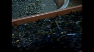 Как вырастить голубую ель из семян в домашних условиях? Черенкование ели или выращивание из семян?