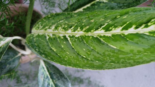 INDOOR AND OUTDOOR PLANTS| How I care for Indoor plants OUTDOORS