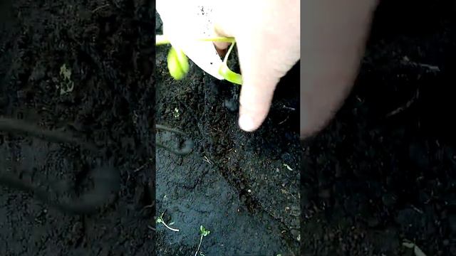 Сажаем баклажаны используется вторичный материал