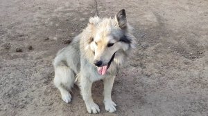 РАСПАКОВКА ПОСЫЛКИ ПЕС ТУМАН ОСЕЛ ВАСЯ