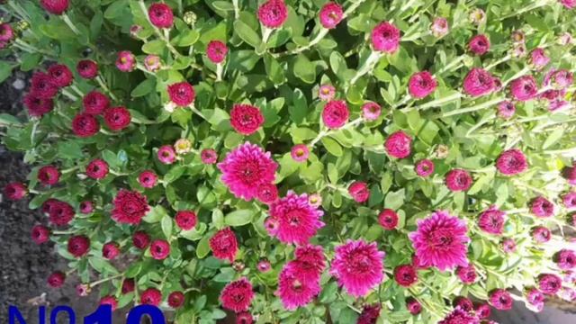 Хризантема Шарообразные Отправка почтой по Украине смотреть онлайн