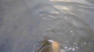 Белая река White river