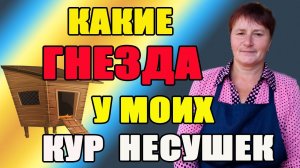 Какие гнезда у моих кур несушек. Как создать условия для хорошей яйценоскости кур.