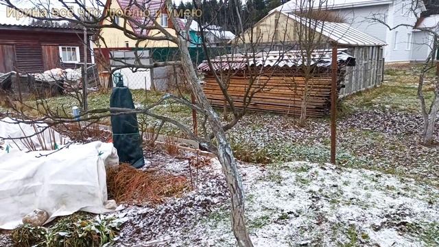 САДОВЫЙ БИНТ вместо побелки.?? Защита деревьев от солнца.