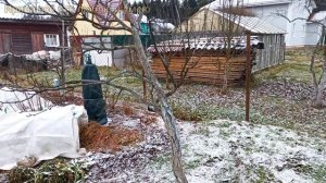 САДОВЫЙ БИНТ вместо побелки.?? Защита деревьев от солнца.