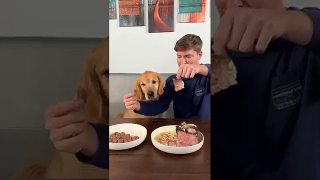 обратный просмотр видео