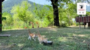 ВКУСНОЕ БЛЮДО ИЗ КОНФЕТ Азербайджанская Кухня Деревенская Кухня  Рецепты