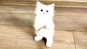 Забавные котята Мия и Лиза часть 1. Котенок Лиза впервые играет с этой игрушкой.