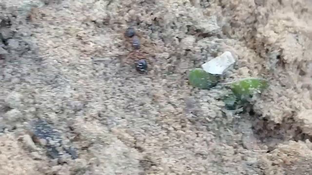 В поисках маток! Странный вид. Муравьи смотреть онлайн