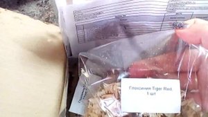Посылка глоксинии.интернет магазин. Остров цветов