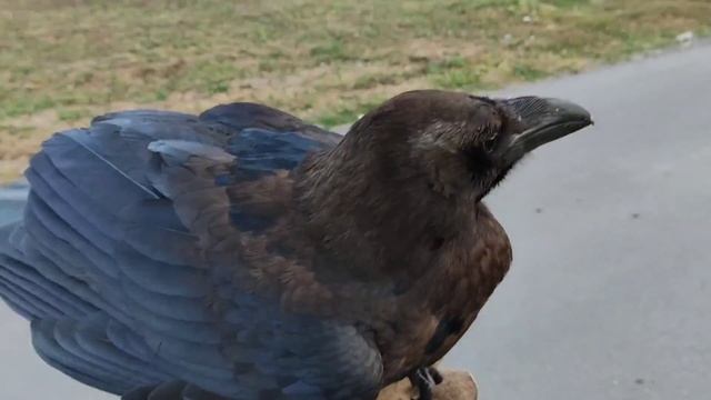 Ворон нашёлся!