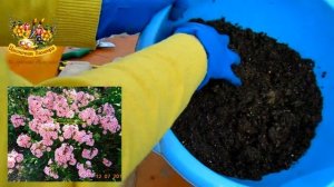 Флокс метельчатый (phlox) .Уход и размножение весной .