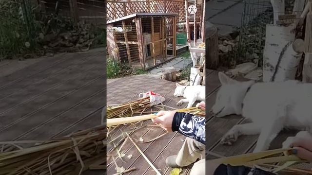Подготовка рогоза к сушки #рогоз  #плетение #плетениеизрогоза #работаснатуральныматериалом #ремесло смотреть онлайн