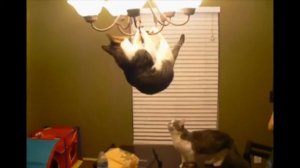 Прикол  как кот залез на люстру