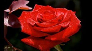 ЭРНЕСТО КОРТАЗАР...   ОСЕННЯЯ РОЗА