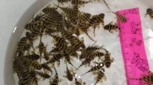 Номерные сомы L-333 Gold, очень яркая и контрастная линия