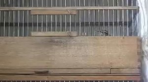 Лесной жаворонок - Юла