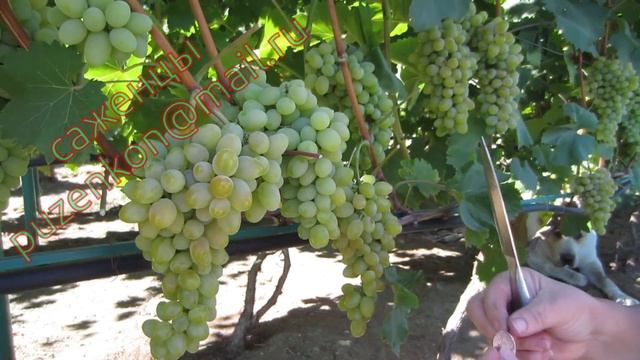 Плевен- ранний стабильный сорт винограда с повышенной устойчивостью (Пузенко Наталья Лариасовна) смотреть онлайн