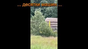 В украинских Карпатах продолжается массовая вырубка леса.