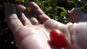 Гумми.  Стоит ли сажать?