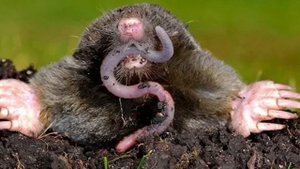 4 июля / Почему крот слепой?