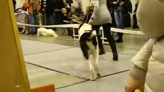 cacib vilnius, 2012.12.15,perein.kl.patinai смотреть онлайн