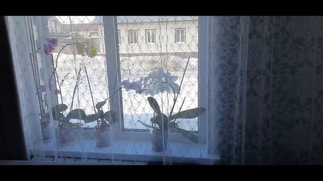 Наварили тушенки. Моя морозилка. Цены на крупы. смотреть онлайн