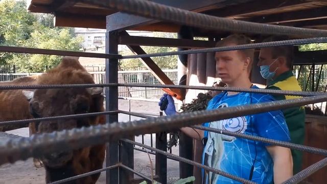 Грифовая Цесарка, Зубр и Альпака. Офтальмологическое обследование в зоопарке "Лимпопо". смотреть онлайн