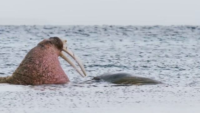 Atlantic walruses смотреть онлайн