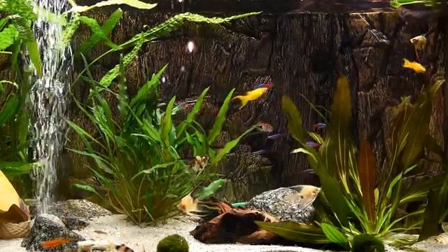 videos_Relaxing Aquarium Fish Tank Sounds _ NO MUSIC ?.mp4