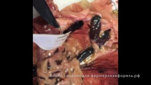 Как по внутренностям определить здоровая ли форель