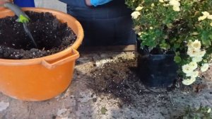 Как сохранить хризантемы мультифлора до весны.   Три способа хранения зимой