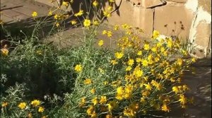 Уникальный сад на крутом склоне!