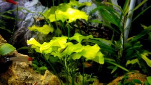 Травник. Вода (GH) 40 ! (Неон, Родостомус, Эритрозонус)