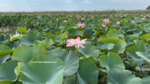 Индийские лотосы зацвели в Темрюкском районе