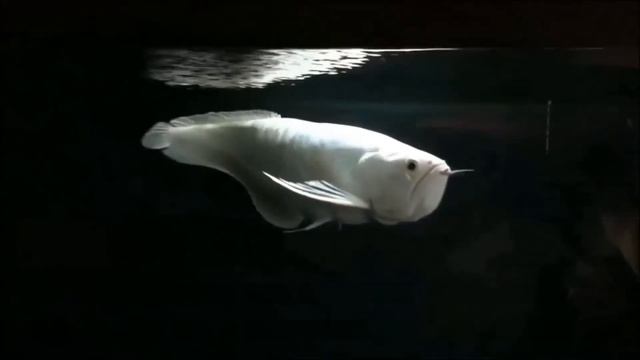 Платиновая Арована смотреть онлайн