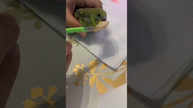 Кормим уже ложкой птенцов волнистого попугая.