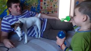 Гладкошёрстный фокстерьер Нос. Первый год:) 1st year of the smooth fox terrier Nos