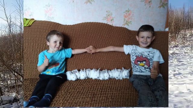 Калифорнийский кролик - о породе кратко. смотреть онлайн