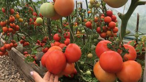 СПАСИБО ВСЕМ ЗА ПОДДЕРЖКУ! ДАЛЬШЕ КАК-ТО ТАК. ОБЗОР ТЕПЛИЦЫ С томатами серии ГНОМ