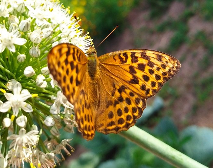 Бабочка Перламутровка большая на моем огороде - ей нравится цветущий лук