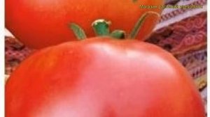 Томат обыкновенный Марфушечка-душечка. Краткий обзор, описание характеристик, где купить семена