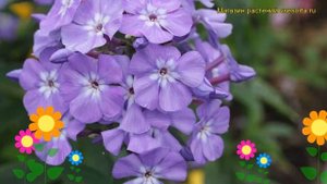 Флокс метельчатый Светлячок. Краткий обзор, описание характеристик phlox paniculata Svetliachok