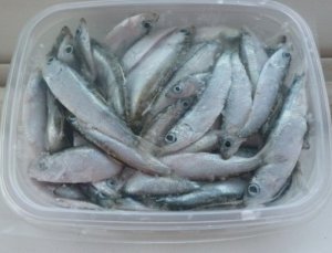 КАК НАСАДИТЬ ТЮЛЬКУ НА СУДАКА, НАЛИМА, БЕРШ, СУДАК НА ТЮЛЬКУ