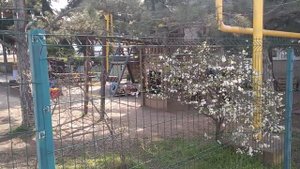 Партенит. Короткий обзор