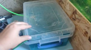 Наш пруд. И обзор разводни