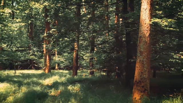  Beautiful Relaxing Music  Peaceful Piano Music With Nature Sounds  Meditation  Inner Peace 