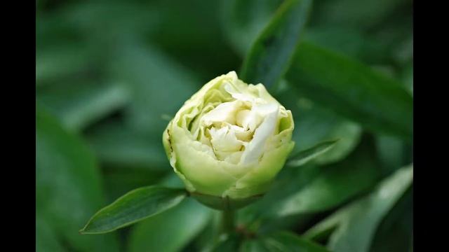 Пионы Quitzin и Sunny Girl смотреть онлайн