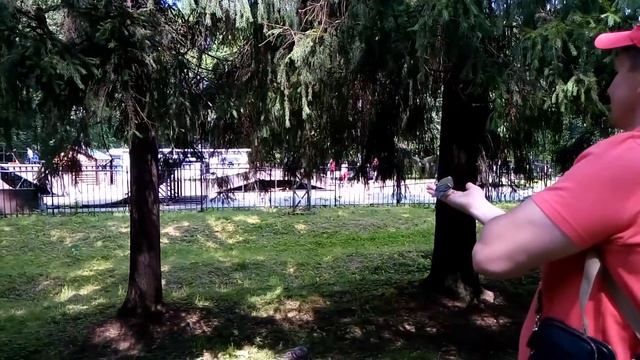 Ручные птицы в Приморском парке. Санкт -Петербург. смотреть онлайн