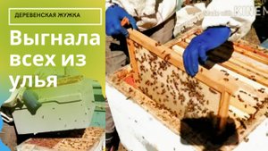 Пчелы третий корпус. Подсадка пчелиной матки.